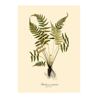 BLECHNUM OCCIDENTALE fern illustration on cream background